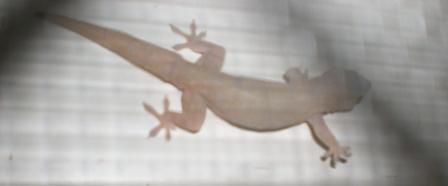 Our Regular Gecko