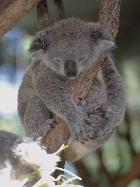 A Cute Koala