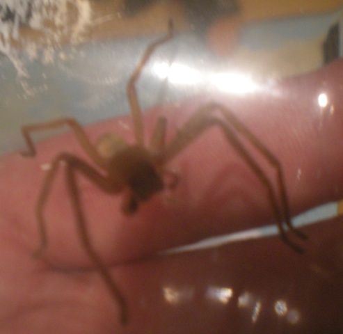 A White Tail Spider?