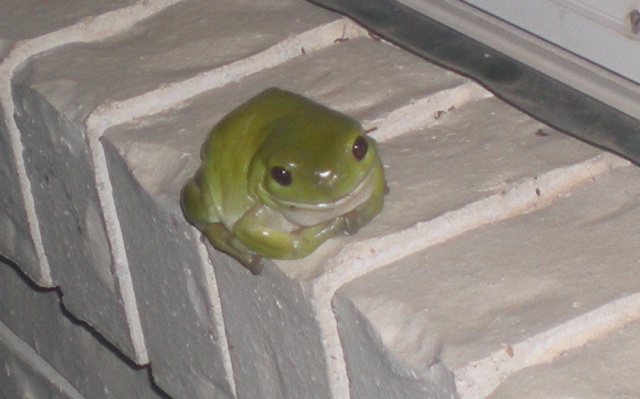 Our Green Tree Frog