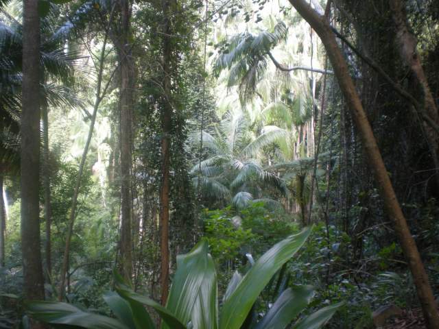 More rainforest
