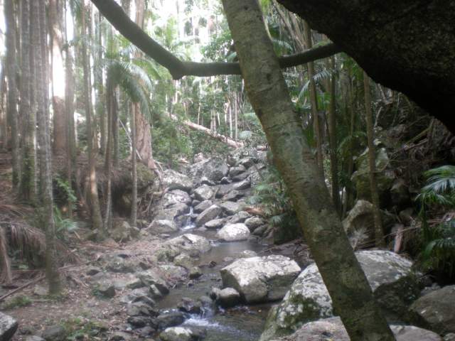 The rainforest creek