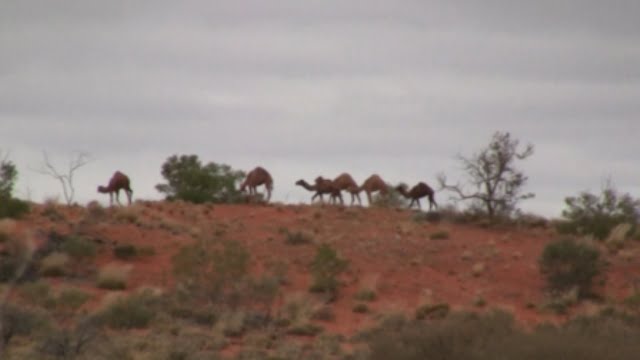Wild Camels in Central Australia
