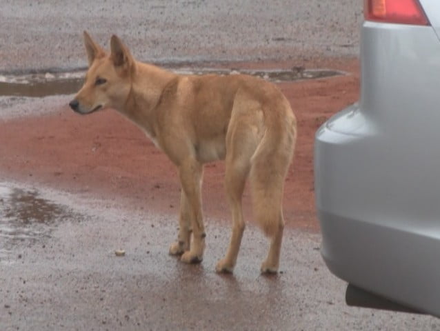 Wild Dingoes in Central Australia
