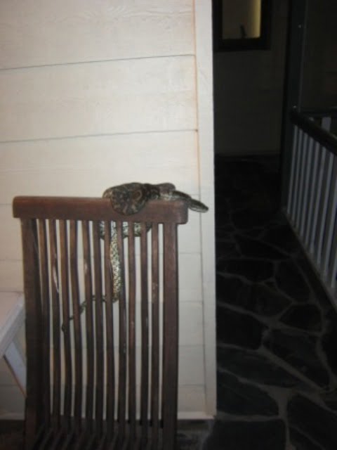 Carpet snake on a chair