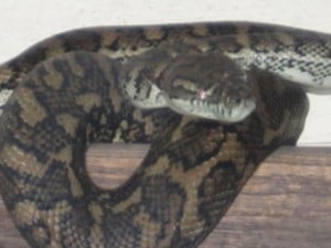 Carpet python close up