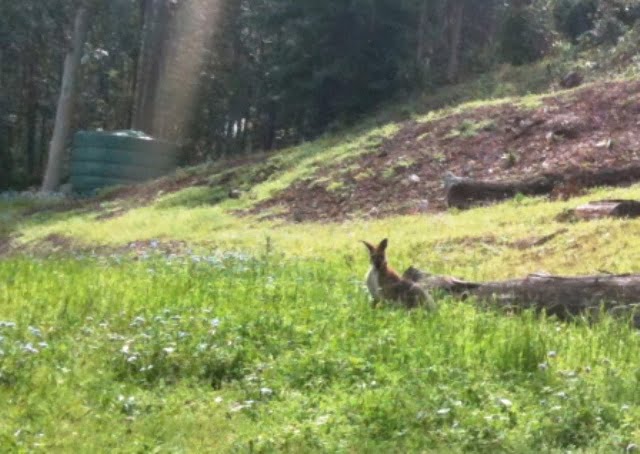 suburban kangaroo