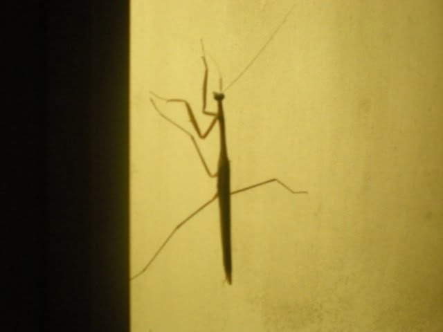 Praying Mantis Shadow