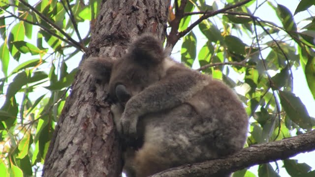 a naturally wild koala
