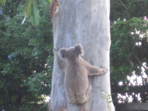 koala climbing higher