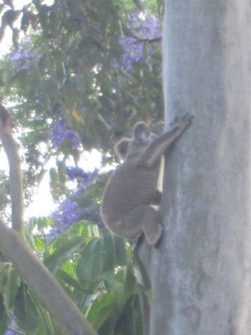 koala nearly there