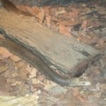 The Eastern Brown Snake