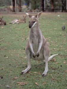 Is it the kangaroo