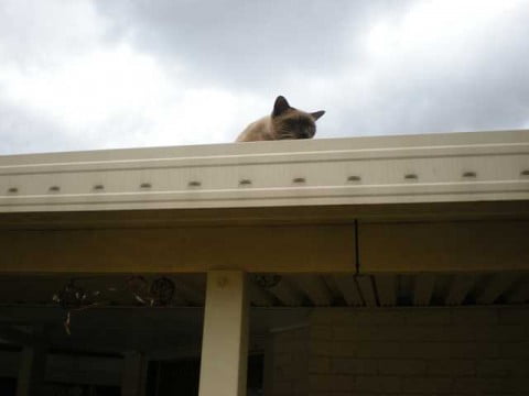 Coco on the roof again