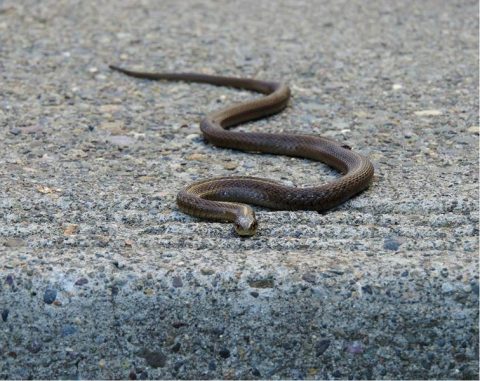 snake in road