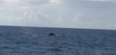 Whale sighting zoom