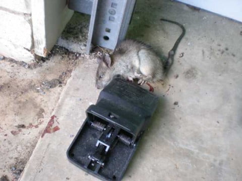 rat or mouse 1