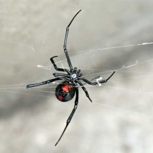 Spider, Australian Red-back, female spider