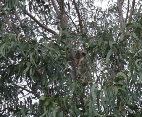 Koala (2)