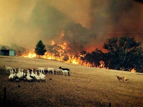 Adelaide Hills Bushfire