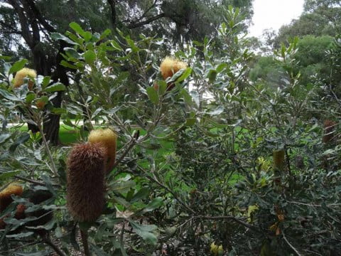 Menzies Banksia