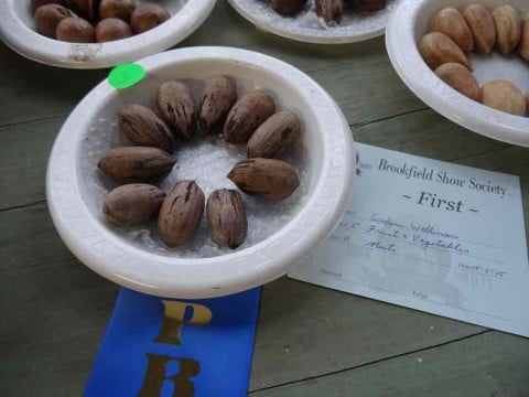 Nuts on a plate winner