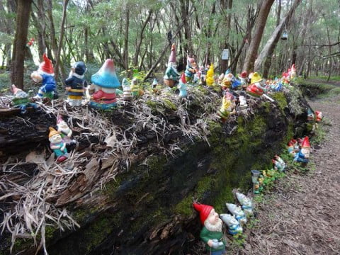Gnomes on fallen tree