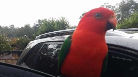 King parrot on car 