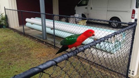 King parrot on fence