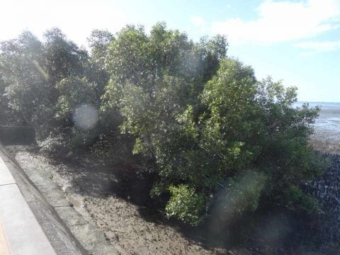 mangroves (4)