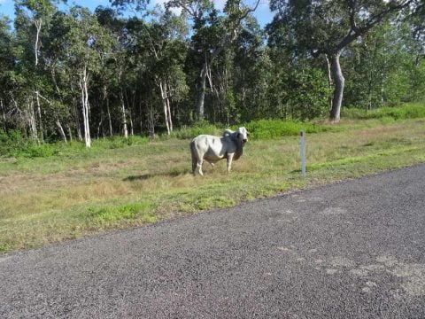 cow by the road