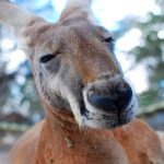 Close Encounters with the Wonderful Australian Wildlife thumbnail