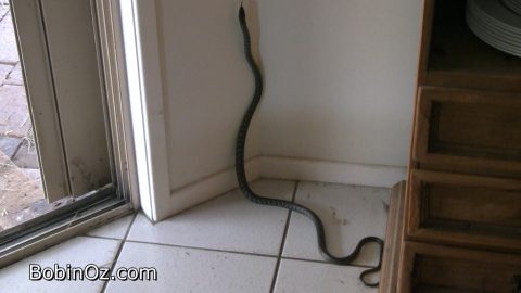Snake indoors